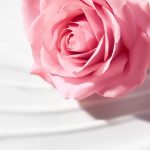 میسلار هیدراتینک وری رز نوکس